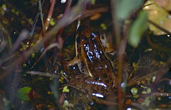 Image of Mascarene Grass Frog