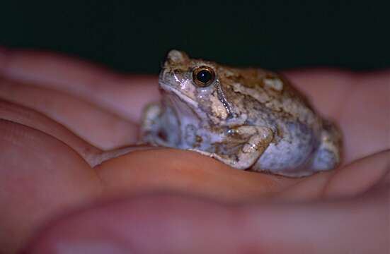 صورة Scaphiophryne brevis (Boulenger 1896)