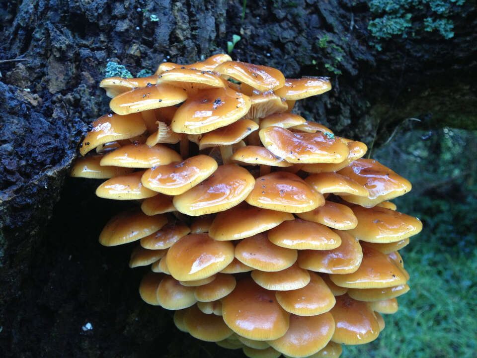 Plancia ëd Flammulina velutipes (Curtis) Singer 1951