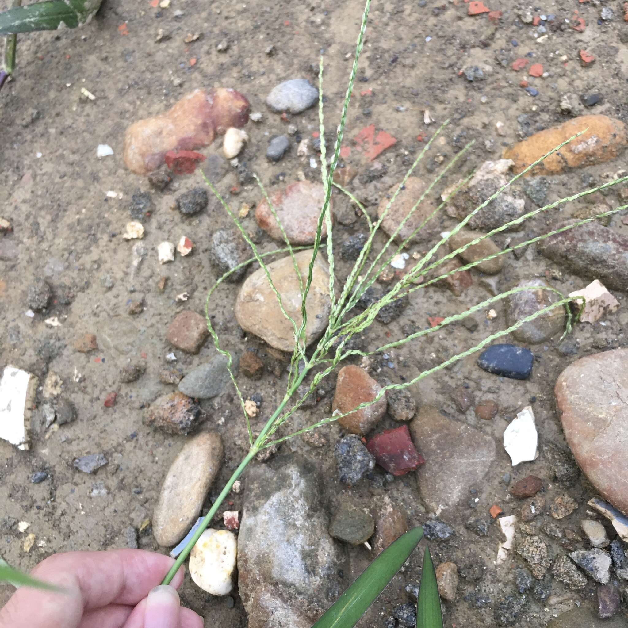 Image of East Indian Crab Grass