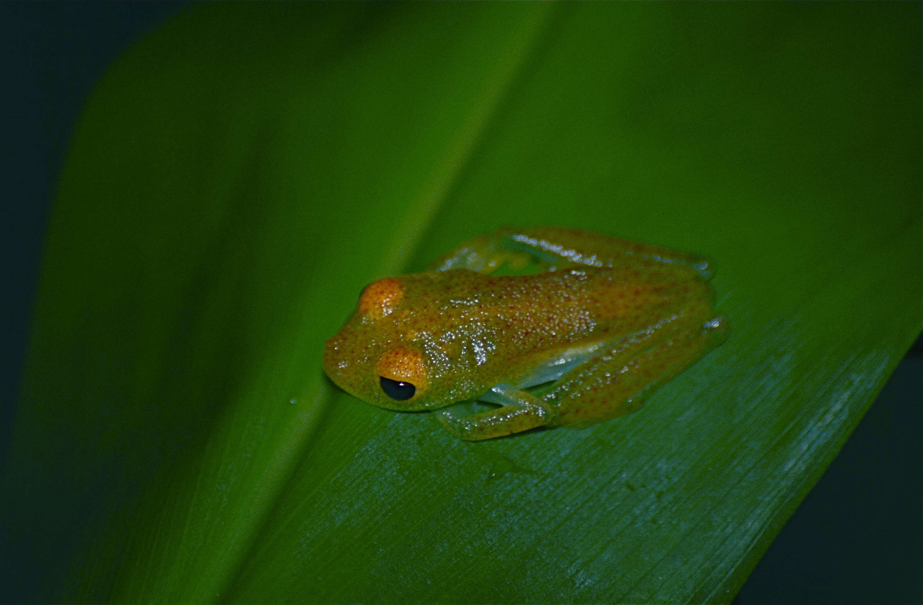 Image of Green Bright-eyed Frog