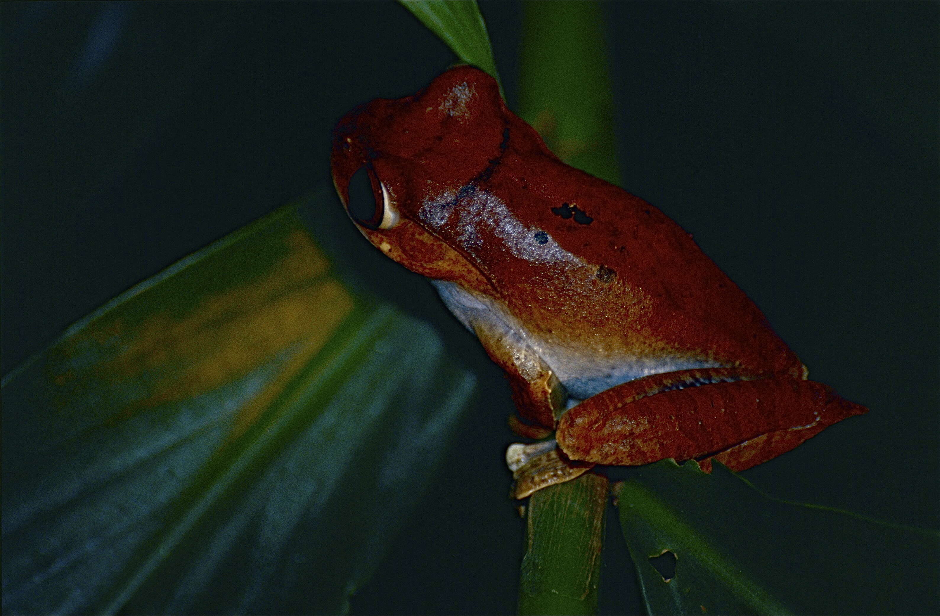 Image of Madagascar Bright-eyed Frog