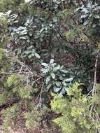 Image of Taiwanese photinia