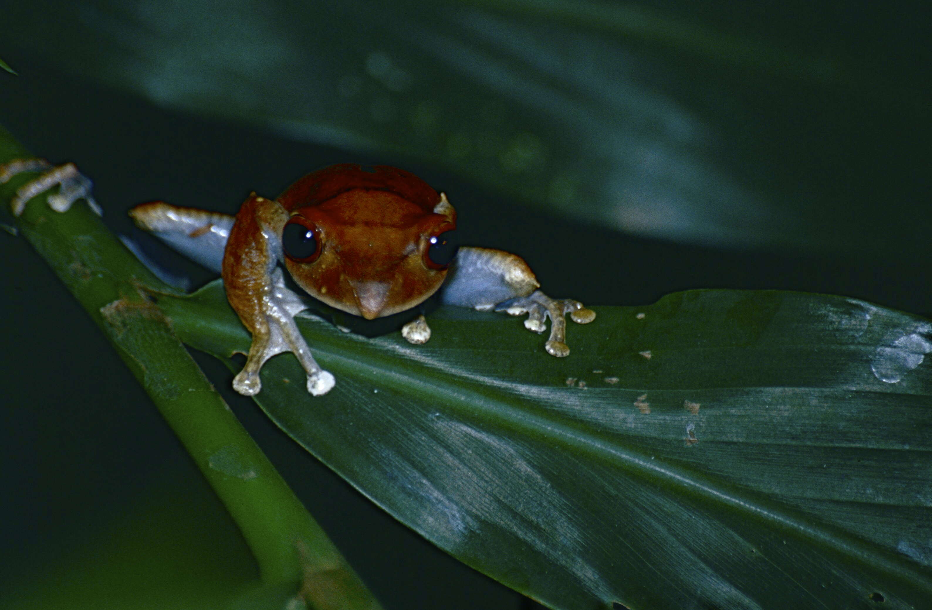 Image of Madagascar Bright-eyed Frog