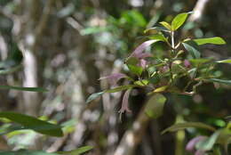 Image of Graptophyllum macrostemon H. Heine