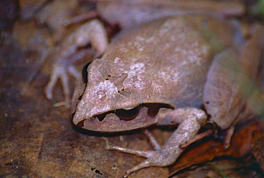 Image of Aglyptodactylus Boulenger 1918