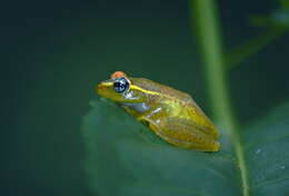 Image of Central Bright-eyed Frog