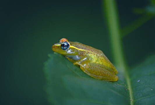 Image of Central Bright-eyed Frog