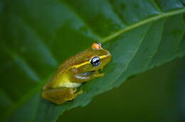 Image of Central Bright-eyed Frog