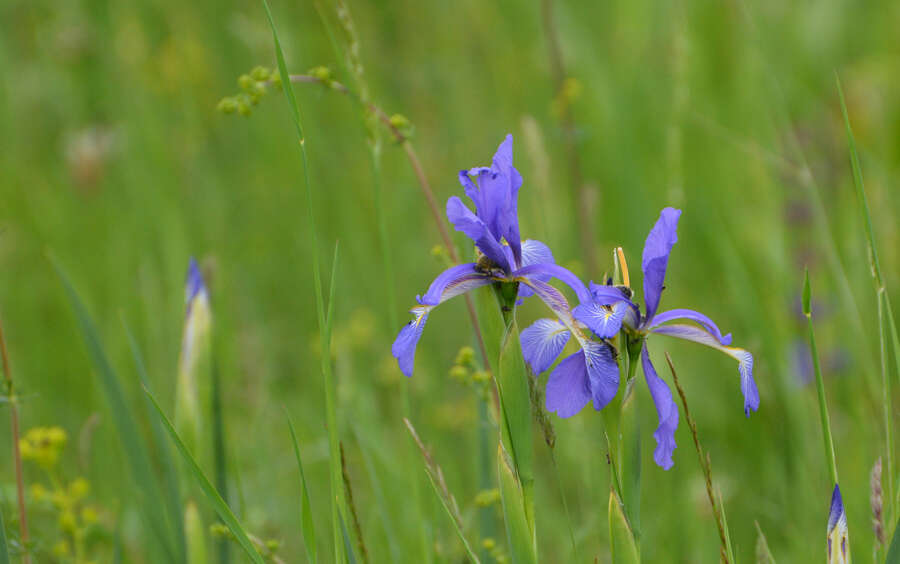 Image of Blue Iris