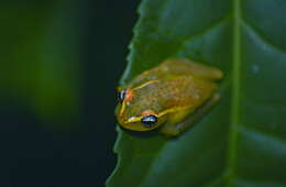 Image of Central Bright-eyed Frog