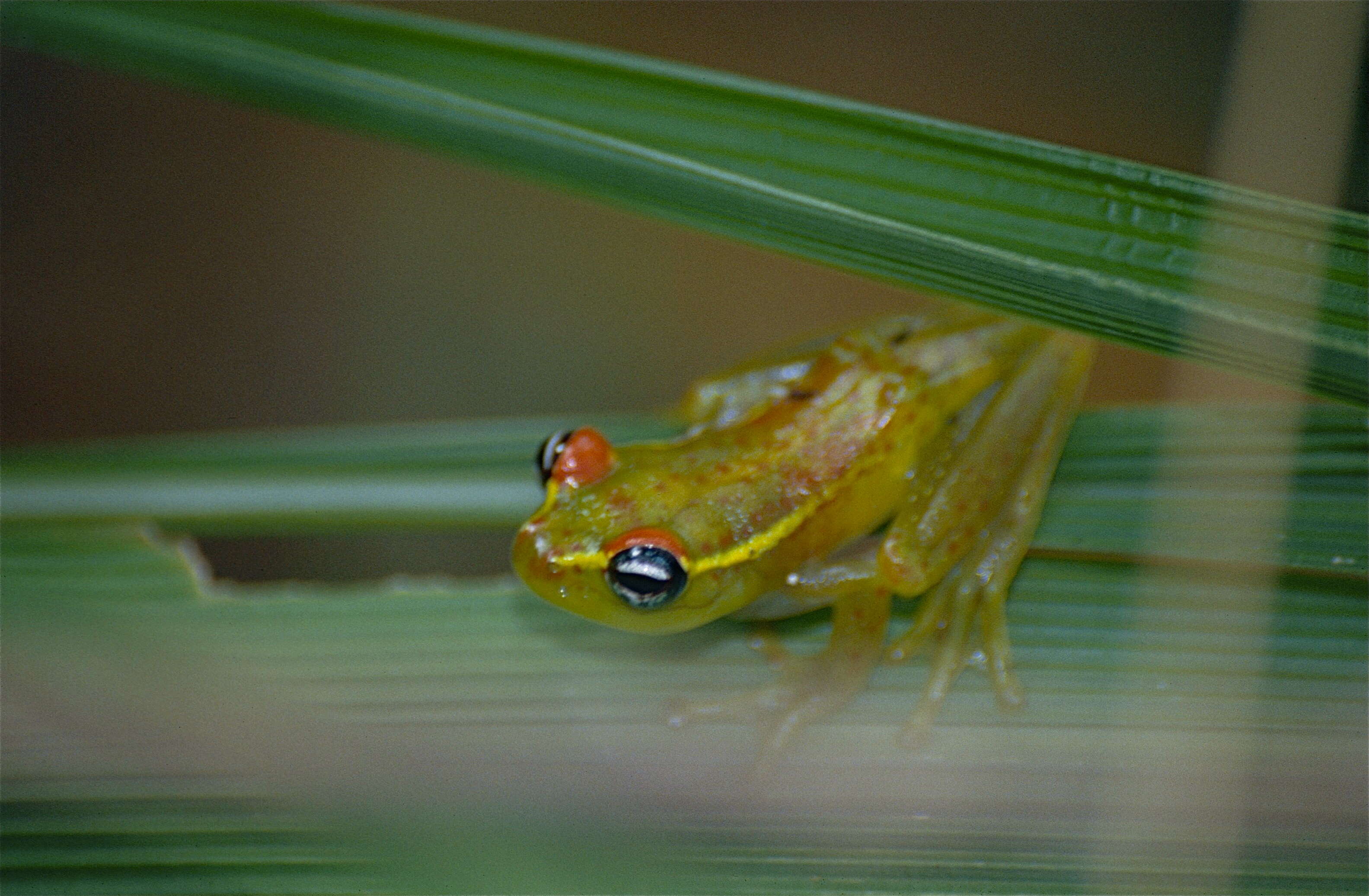 Image of Central Bright-eyed Frog