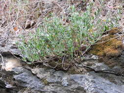 Image of Helianthemum nummularium subsp. berteroanum (Bertol.) Breistr.