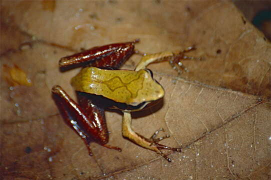 Image de Mantidactylus opiparis (Peracca 1893)