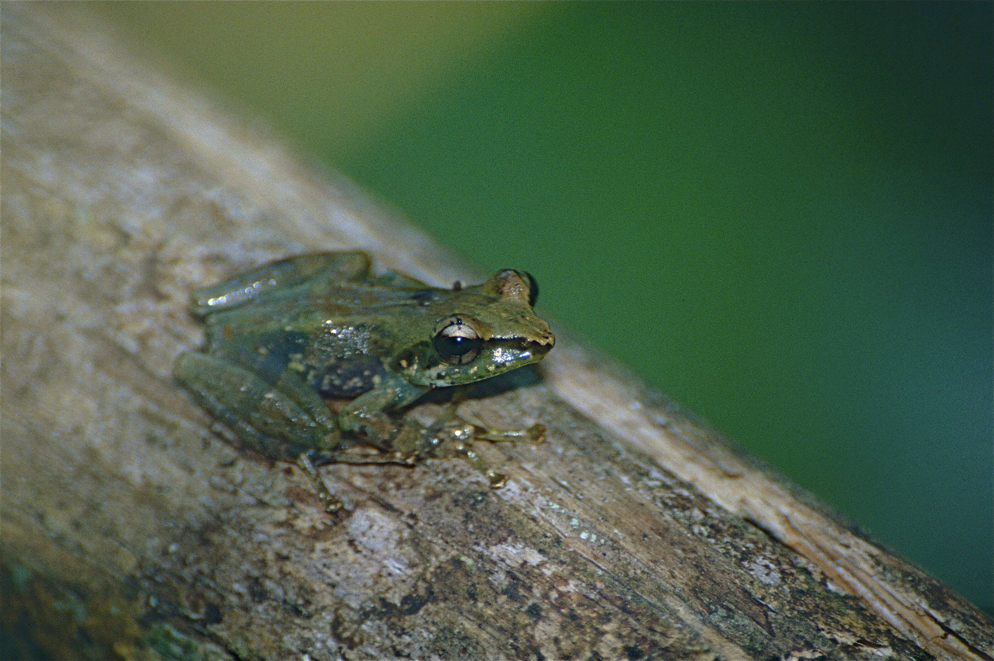 Image of Guibemantis liber (Peracca 1893)