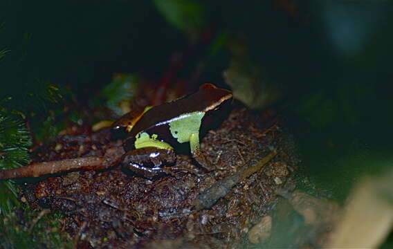 Image of Beautiful Mantella