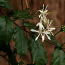 Image de Turraea vogelii Hook. fil.