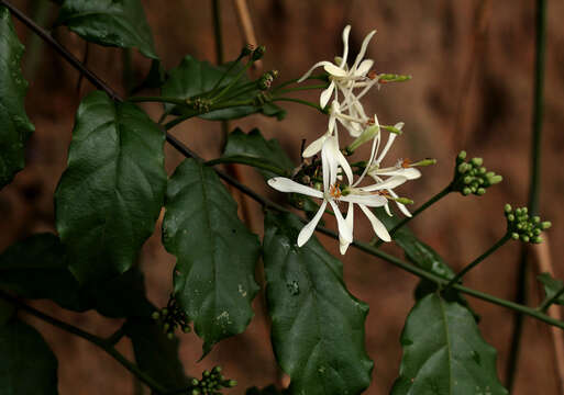 Image de Turraea vogelii Hook. fil.