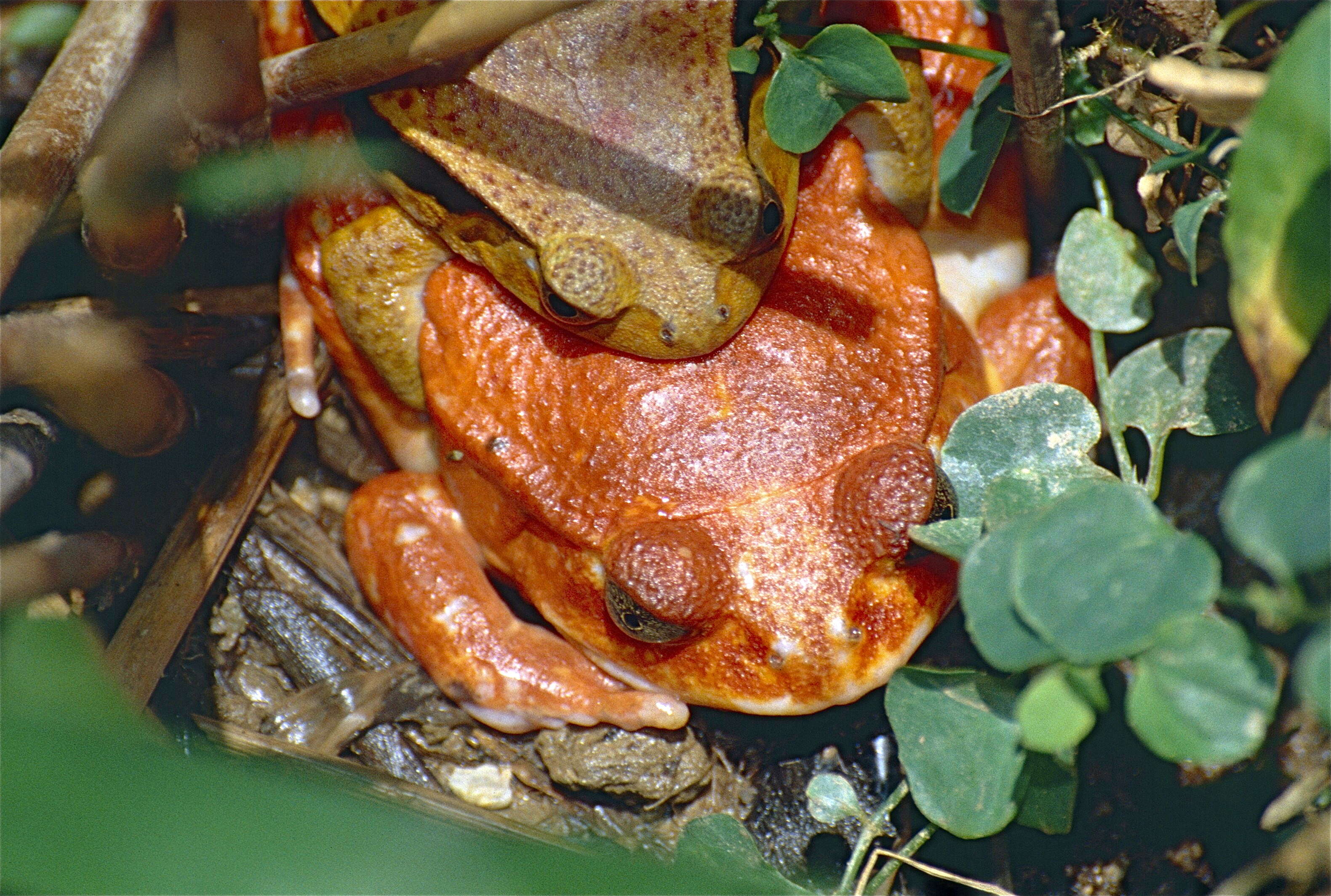 Image of Tomato Frogs