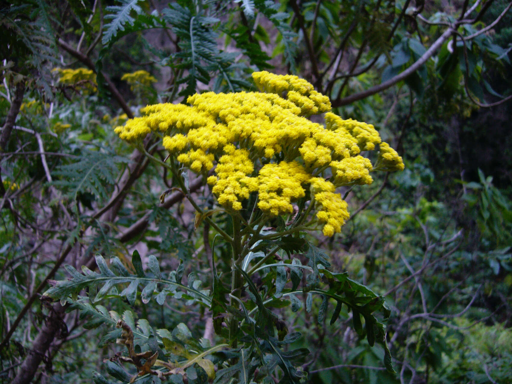 Image of Gonospermum canariense subsp. canariense