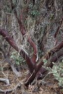 Слика од Arctostaphylos auriculata Eastw.