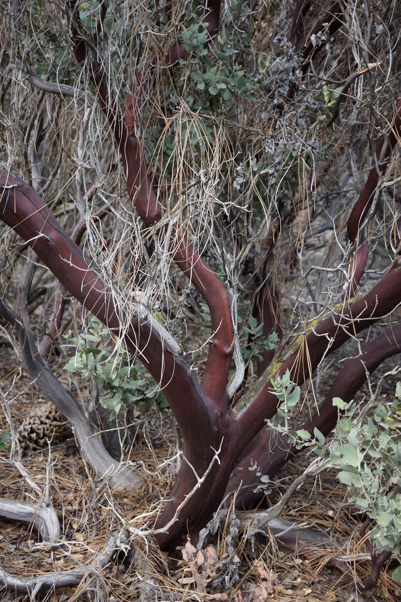 Слика од Arctostaphylos auriculata Eastw.