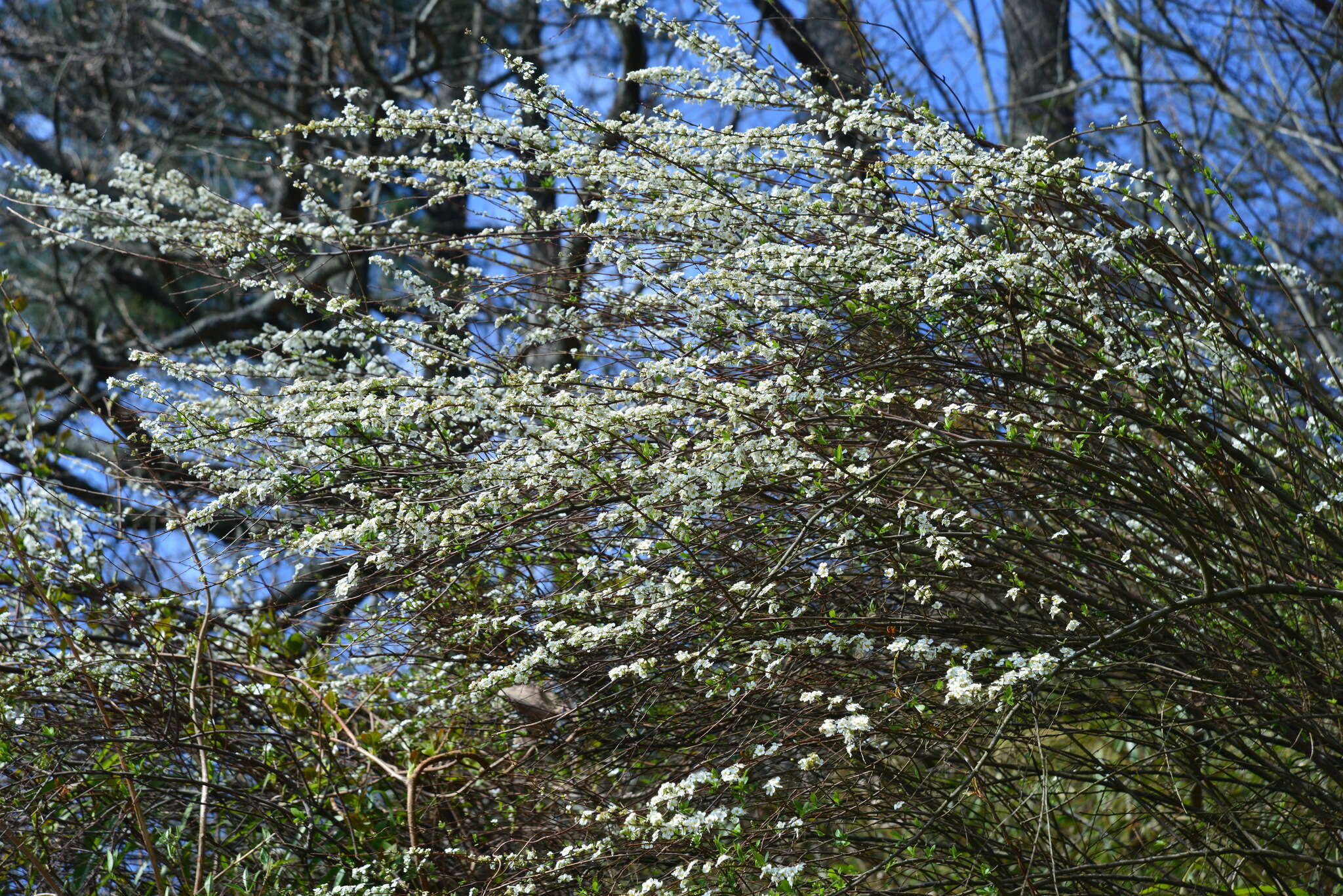 Image of Spiraea prunifolia var. pseudoprunifolia (Hayata ex Nakai) H. L. Li