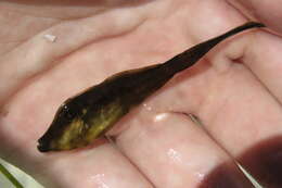 Image of Orange Filefish