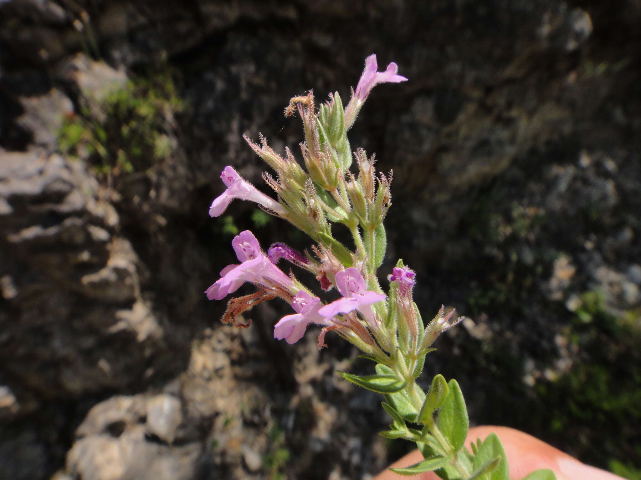 Image of Micromeria croatica (Pers.) Schott