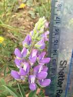 Image of subalpine lupine