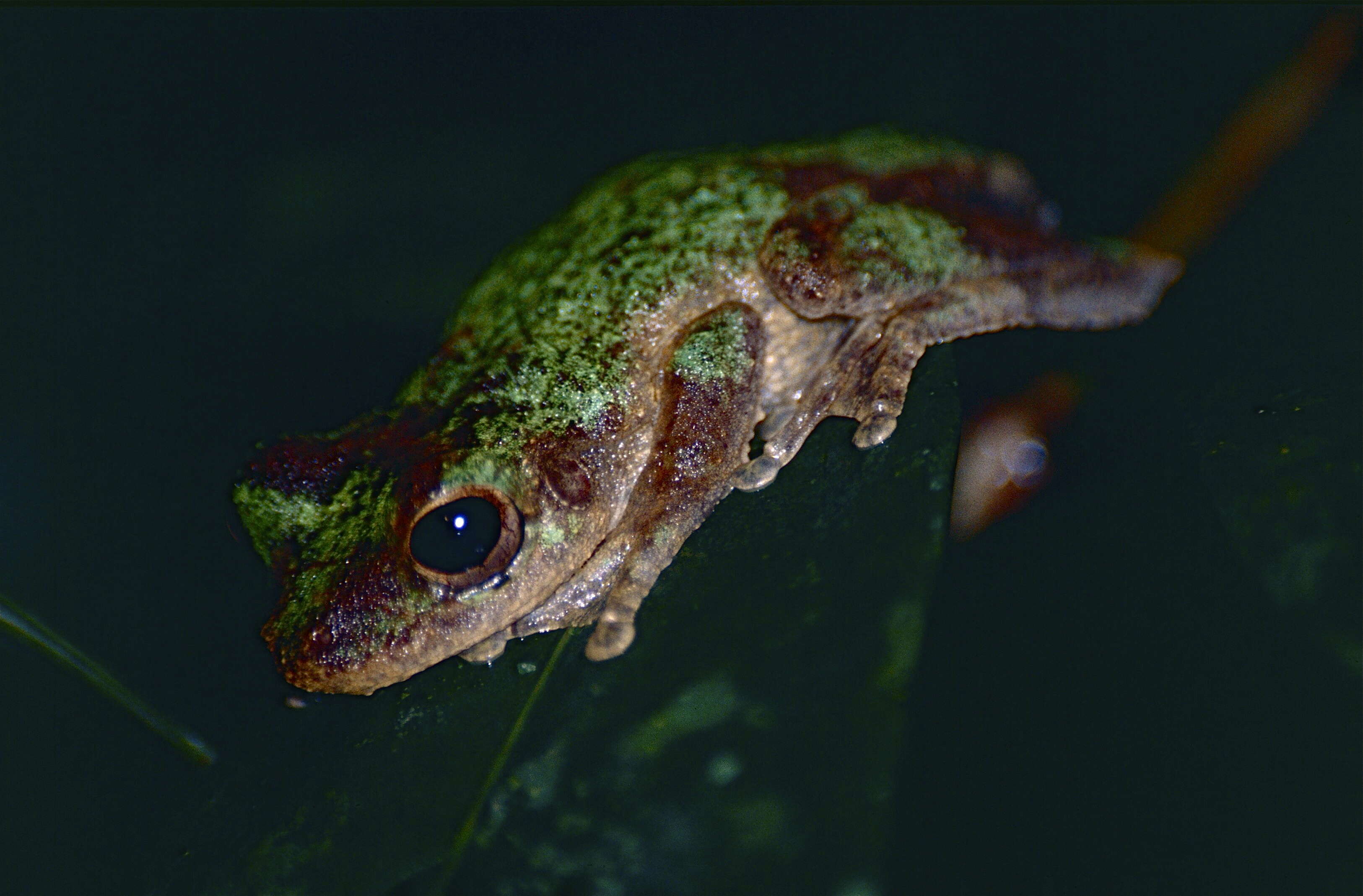 Image of Brown-spotted Treefrog