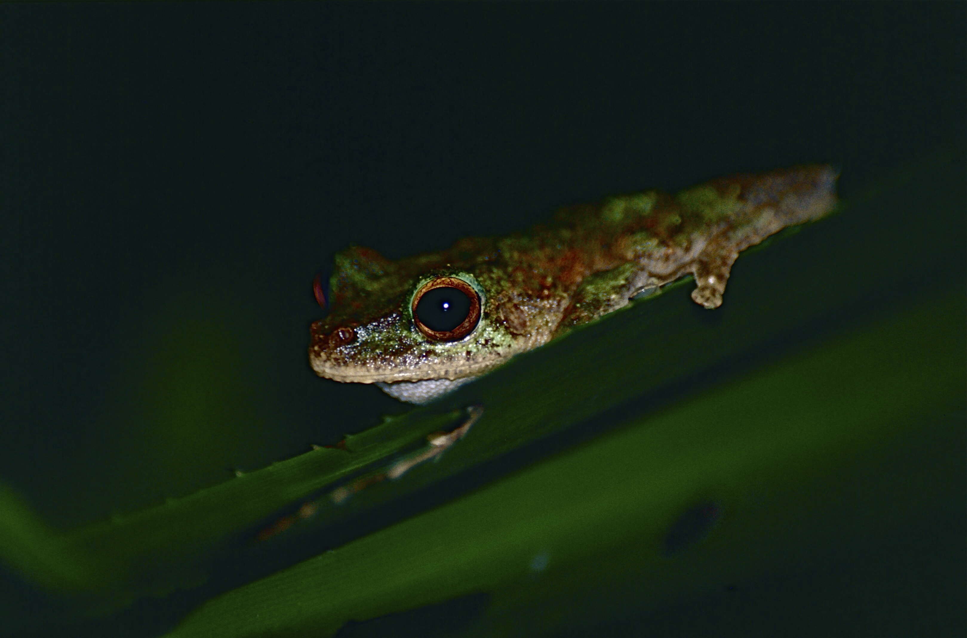 Image of Brown-spotted Treefrog