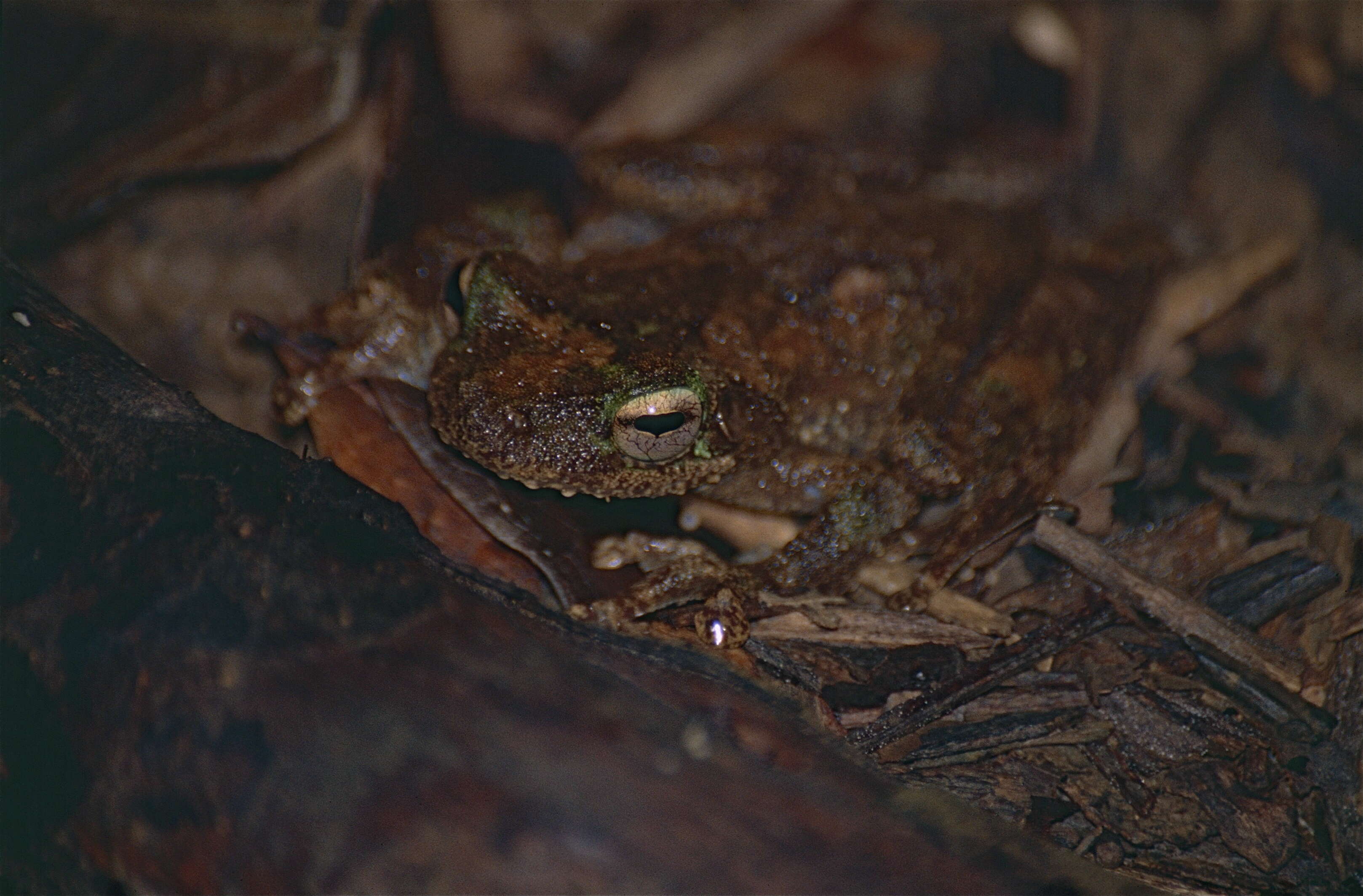 Image of Brown-spotted Treefrog