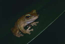 Image of Brown-spotted Treefrog