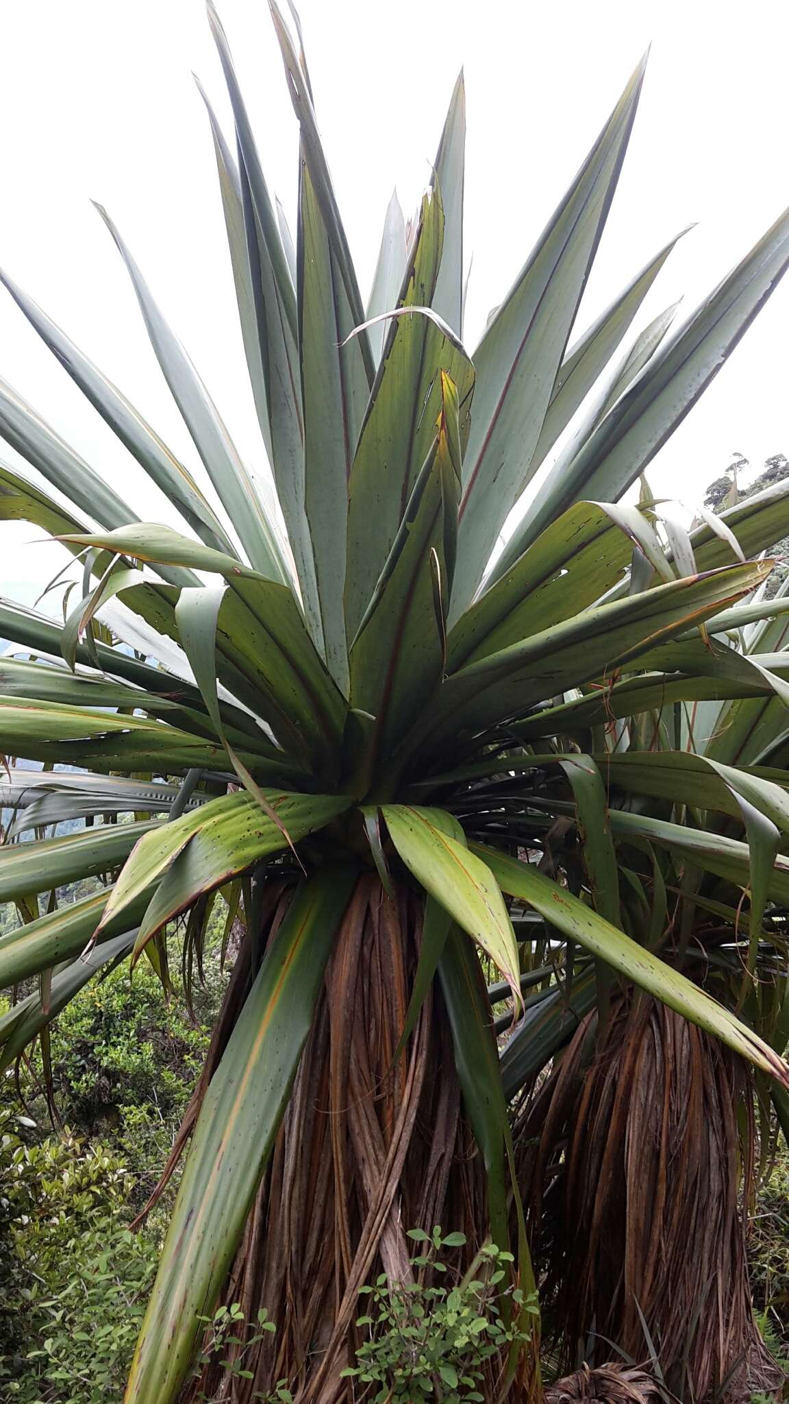 Image of Cordyline indivisa (G. Forst.) Endl.