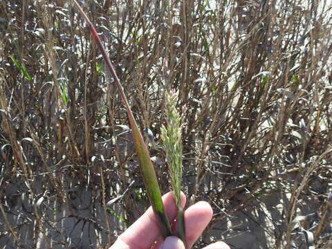 Panicum amarum Elliott resmi