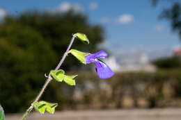 Image of Salvia xolocotzii Bedolla & Zamudio