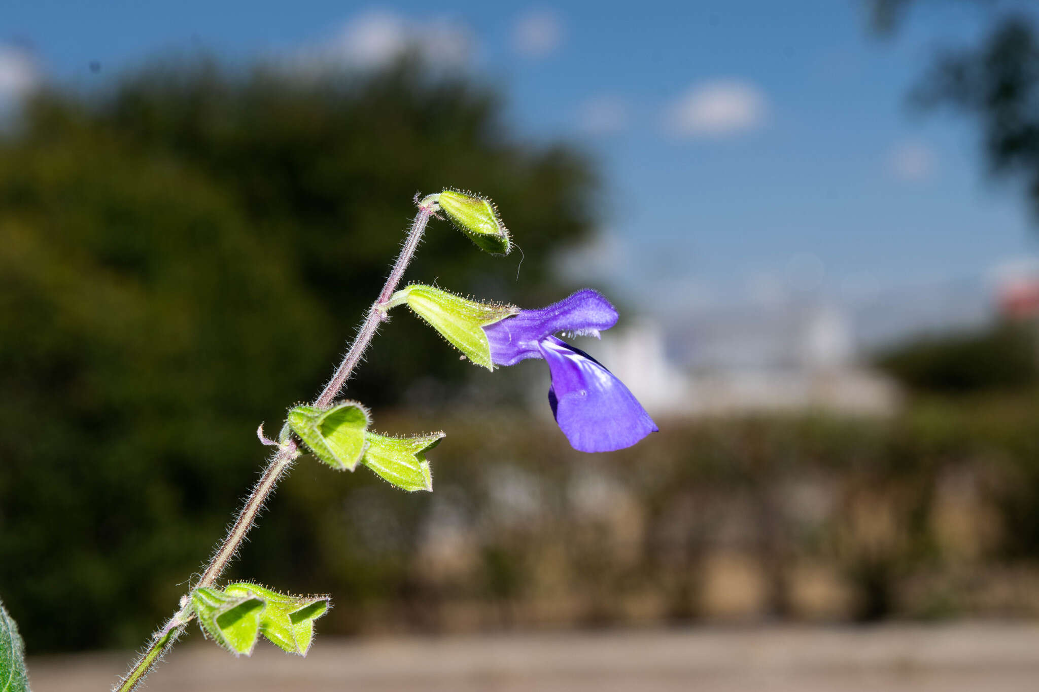 Image of Salvia xolocotzii Bedolla & Zamudio