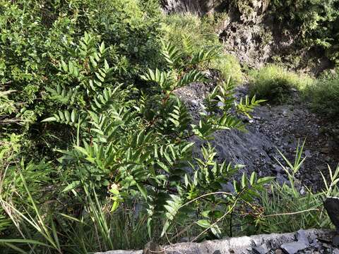 Image of Rubus fraxinifolius Poir.