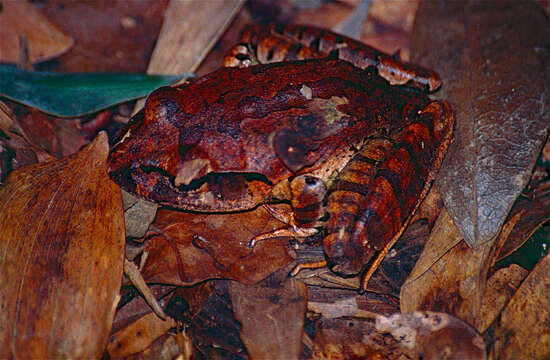 Image of Northern Barred Frog