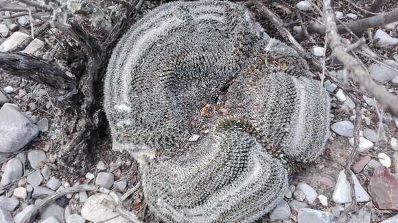 Image de Mammillaria formosa subsp. chionocephala (J. A. Purpus) D. R. Hunt