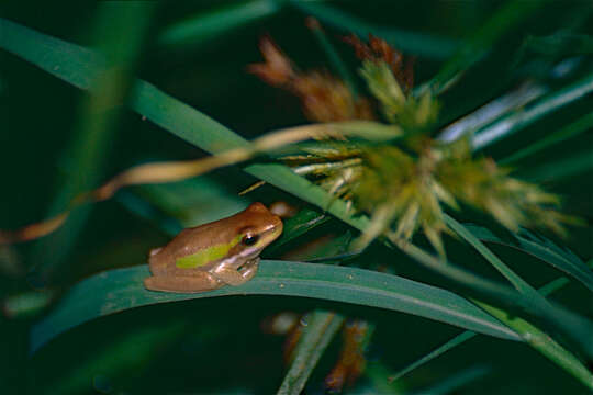 Image of Eastern Dwarf Tree Frog