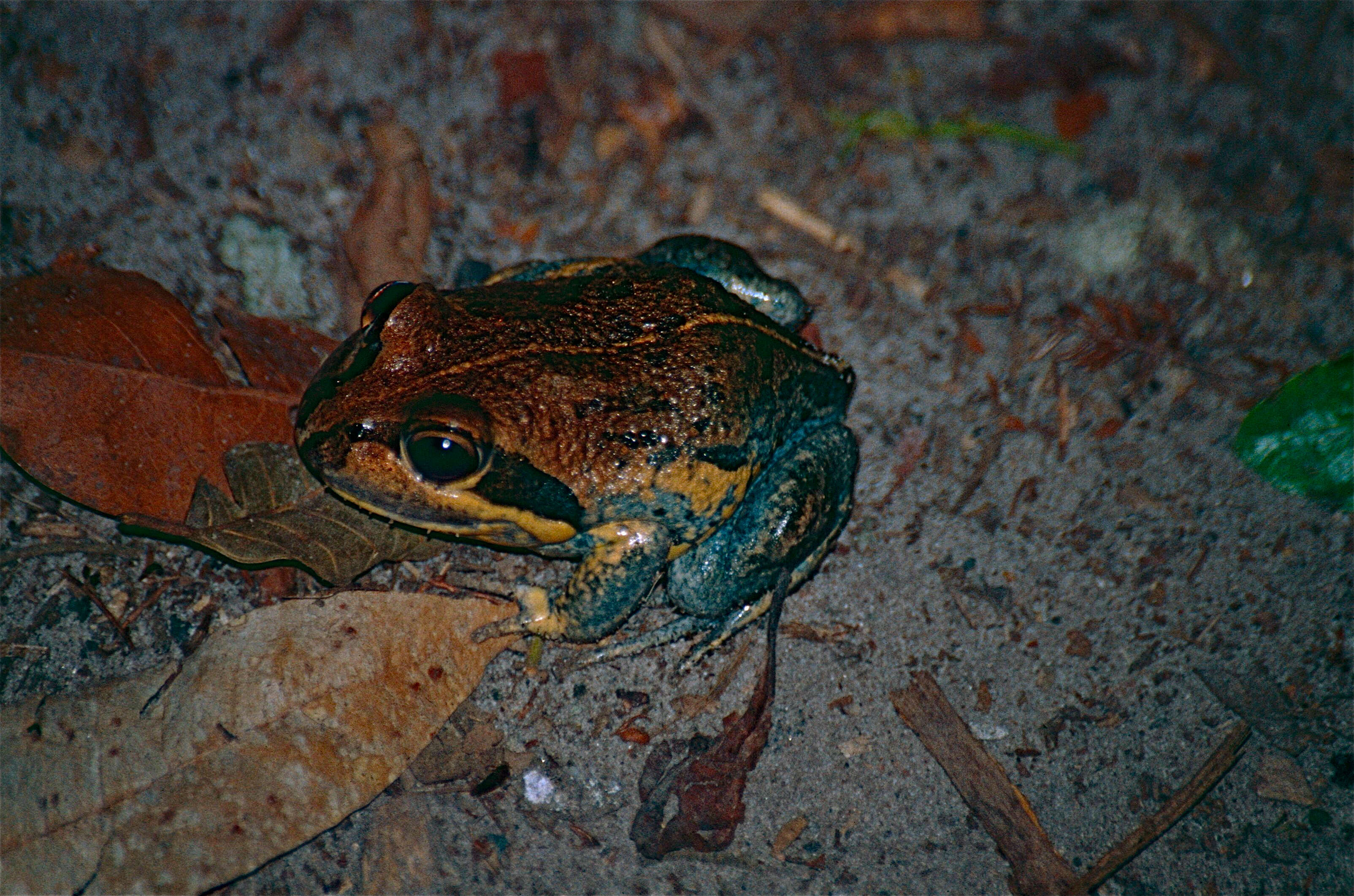 Image of Northern Banjo Frog