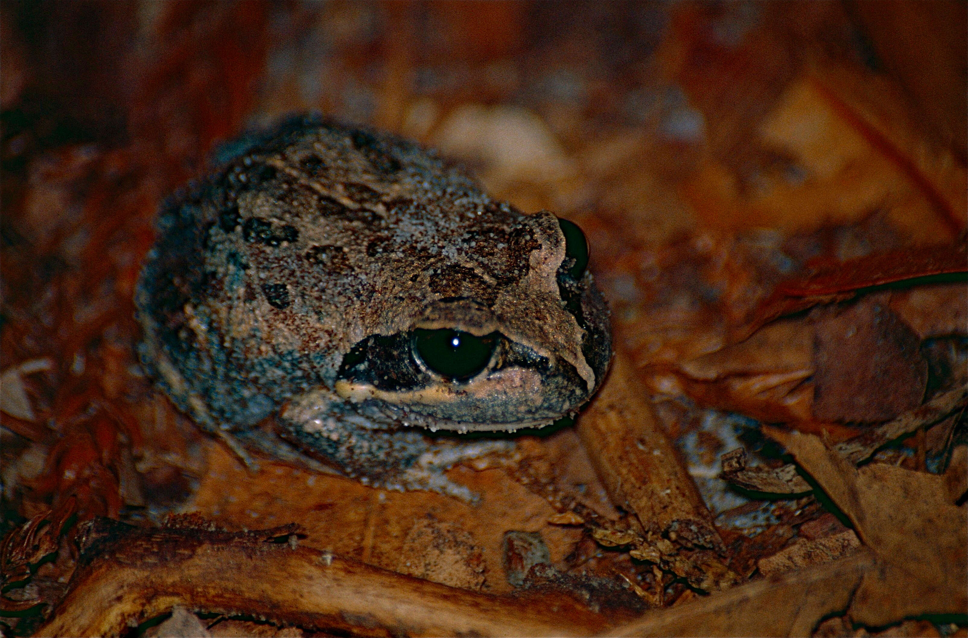 Image of Northern Banjo Frog