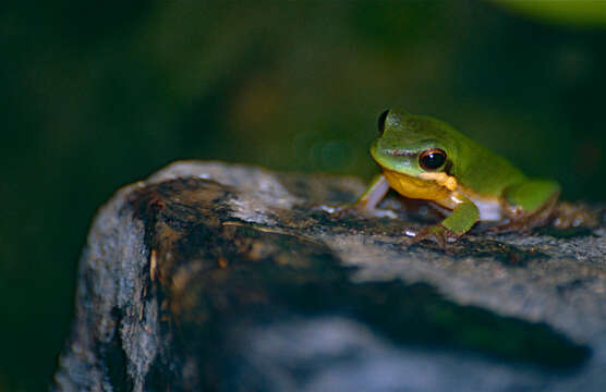 Image of Eastern Dwarf Tree Frog