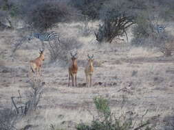 Image of Hartebeest