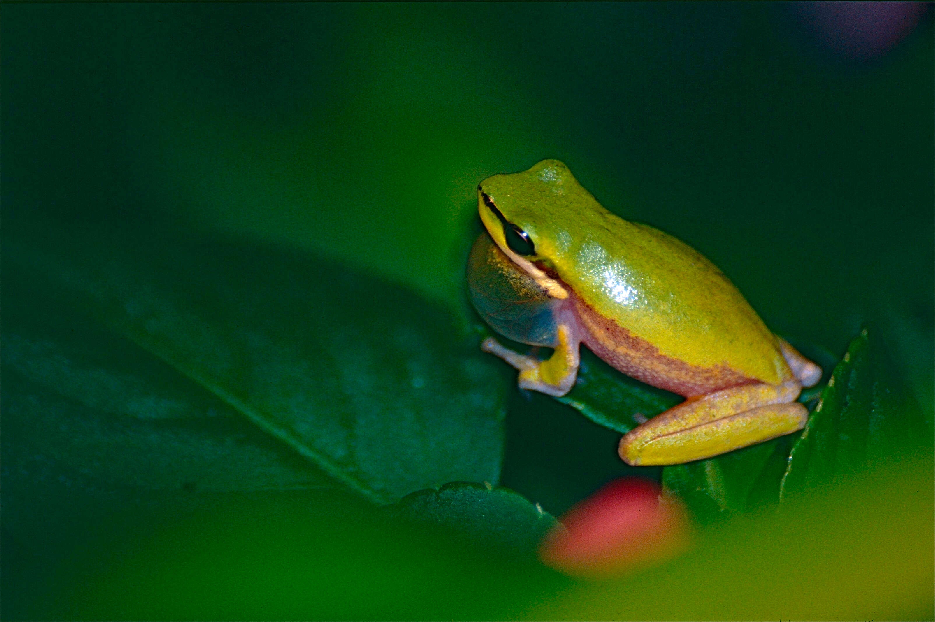 Image of Eastern Dwarf Tree Frog