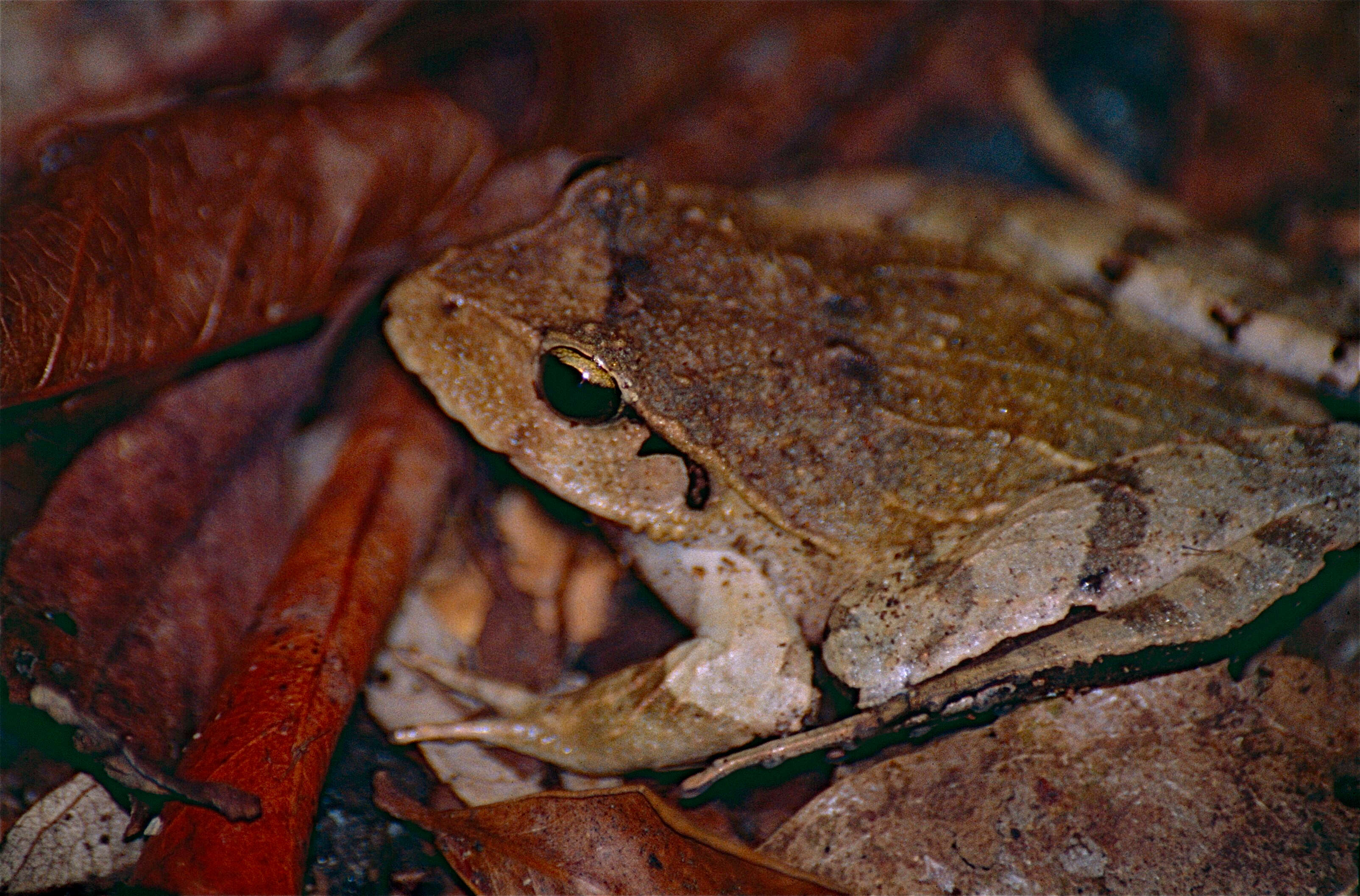 Image of Black-soled Frog