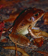 Plancia ëd Mixophyes fasciolatus Günther 1864