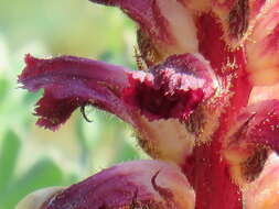 Orobanche sanguinea C. Presl的圖片